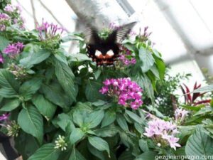 Konya Tropikal Kelebek Bahcesi