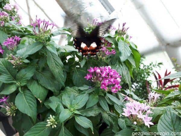 Konya Tropikal Kelebek Bahcesi
