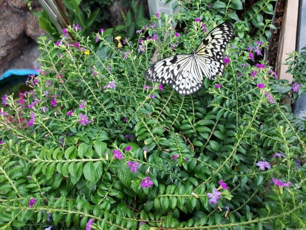 Konya Tropikal Kelebek Bahcesi