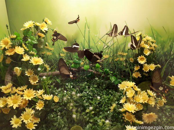 Tropikal Kelebek Bahcesi