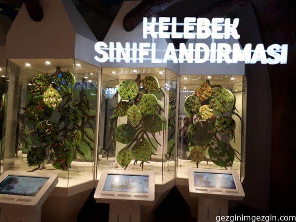 Tropikal Kelebek Bahcesi