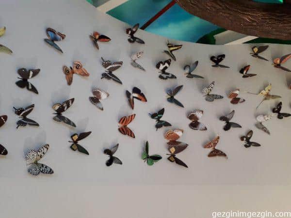 Tropikal Kelebek Bahcesi