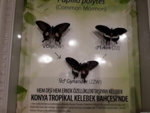 Tropikal Kelebek Bahcesi