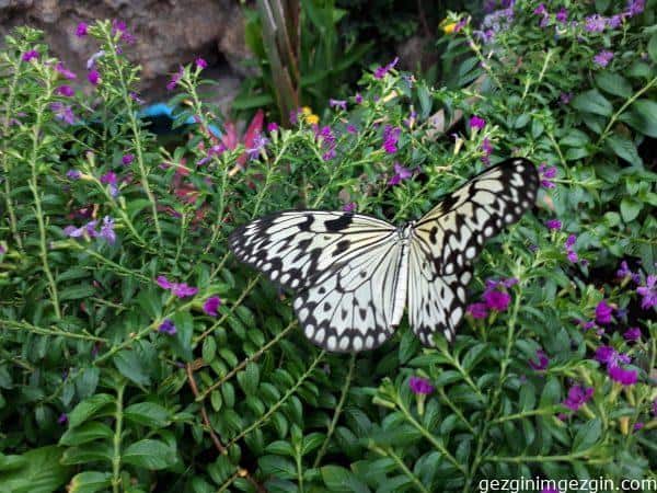 Konya Tropikal Kelebek Bahcesi