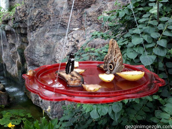 Konya Tropikal Kelebek Bahcesi