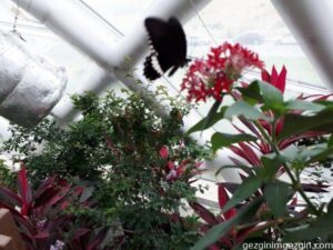 Konya Tropikal Kelebek Bahcesi