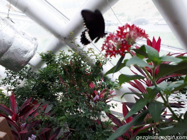 Konya Tropikal Kelebek Bahcesi