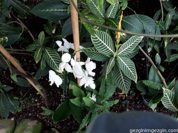 Konya Tropikal Kelebek Bahcesi