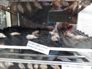 Tropikal Kelebek Bahcesi