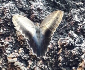 Konya Tropikal Kelebek Bahcesi