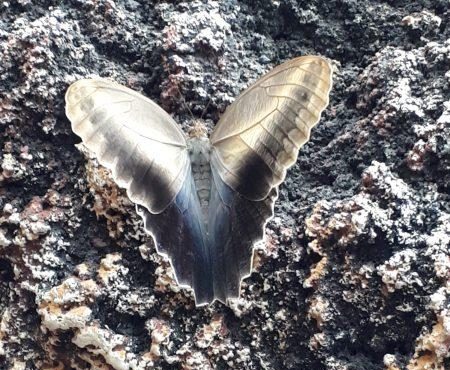 Konya Tropikal Kelebek Bahcesi