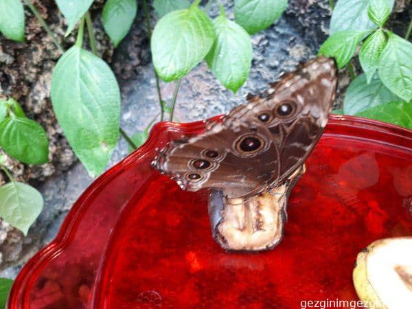 Tropikal Kelebek Bahcesi