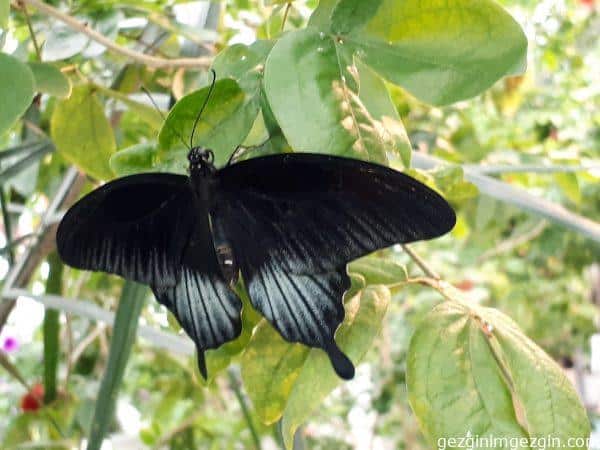 Konya Tropikal Kelebek Bahcesi