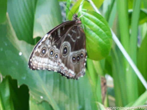 Tropikal Kelebek Bahcesi