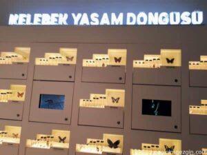 Tropikal Kelebek Bahcesi