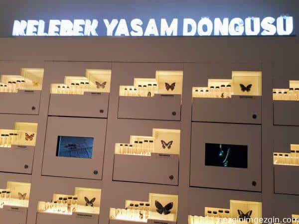 Tropikal Kelebek Bahcesi