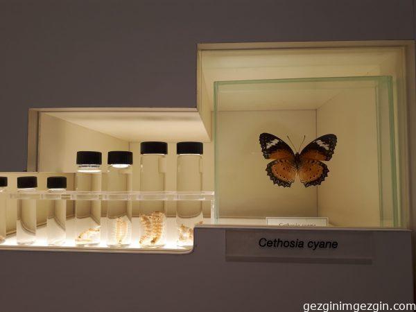 Tropikal Kelebek Bahcesi