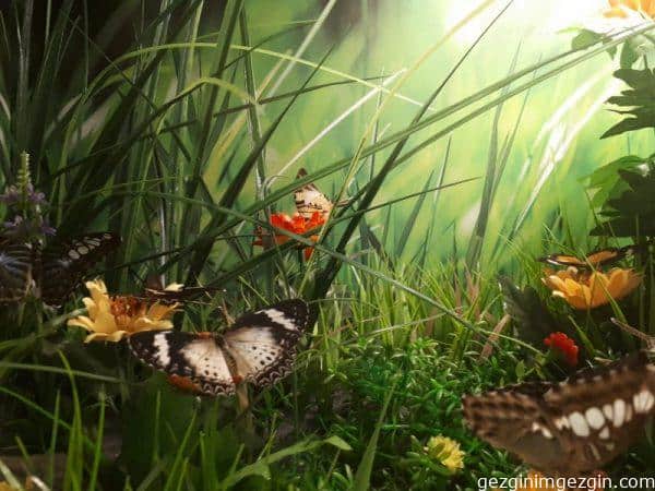 Tropikal Kelebek Bahcesi