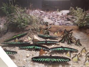 Tropikal Kelebek Bahcesi