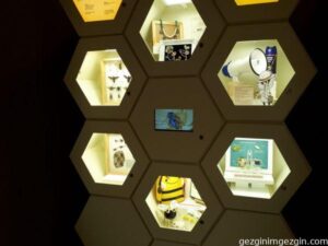 Tropikal Kelebek Bahcesi