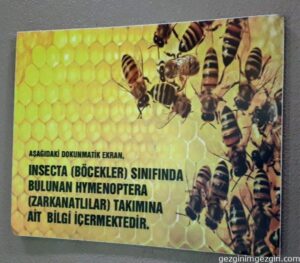 Tropikal Kelebek Bahcesi