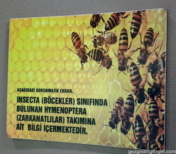 Tropikal Kelebek Bahcesi