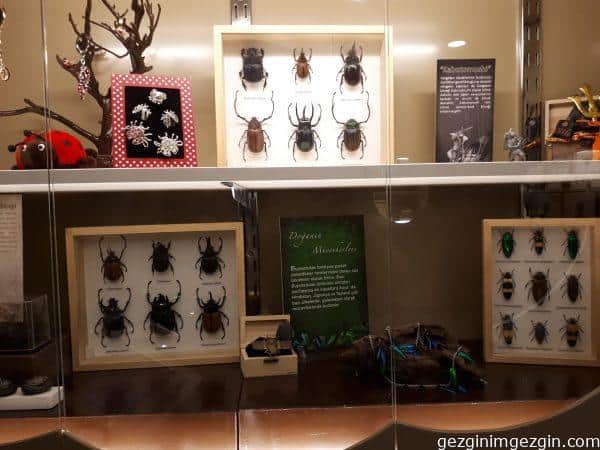 Tropikal Kelebek Bahcesi