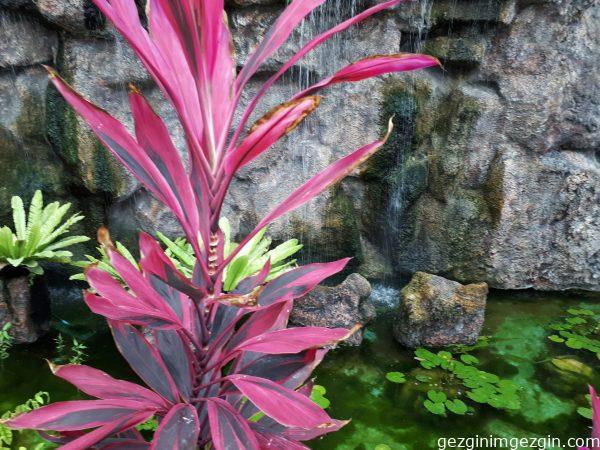 Konya Tropikal Kelebek Bahcesi