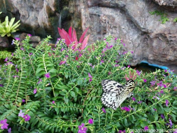Konya Tropikal Kelebek Bahcesi