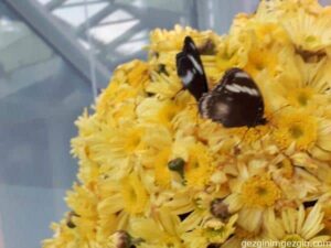 Tropikal Kelebek Bahcesi